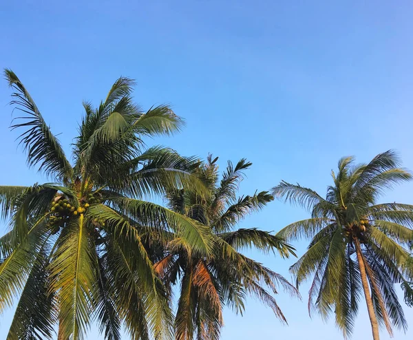 stock image coconut palm tree leaves over clear blue sky 