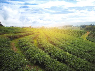 Yeşil çay alan gündoğumu, mavi gökyüzü ile 
