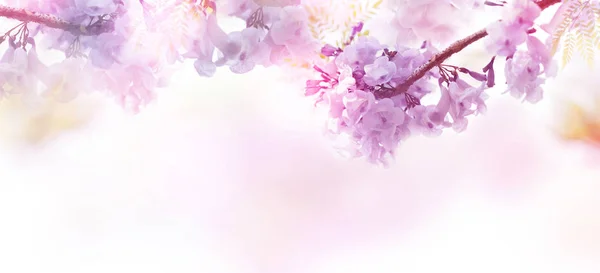 Αφηρημένο floral φόντο μωβ λουλούδια με μαλακό στυλ. — Φωτογραφία Αρχείου