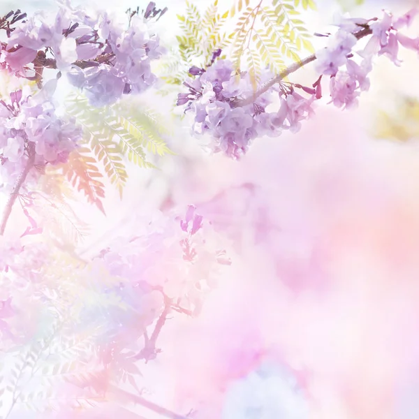 Flores violetas estilo suave com efeito de filtro vintage . — Fotografia de Stock