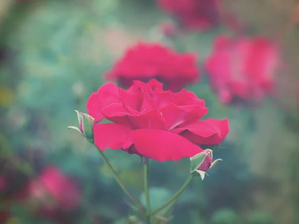 Czerwona róża z zielonymi liśćmi w ogrodzie — Zdjęcie stockowe