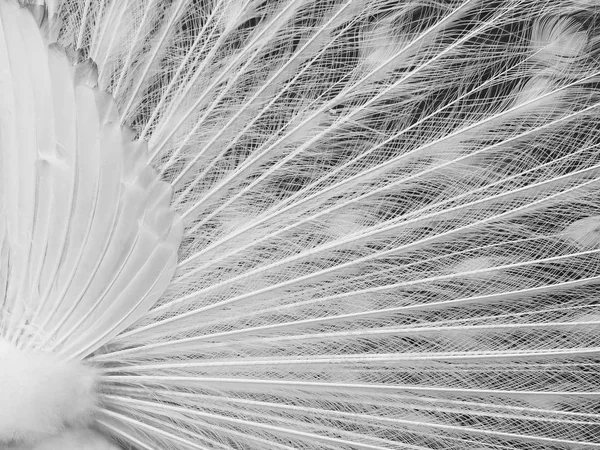 Tail feather pattern of white male peacock — Stock Photo, Image