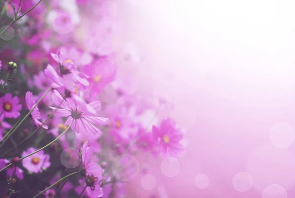 Närbild rosa och vita kosmos blomma i parken. — Stockfoto
