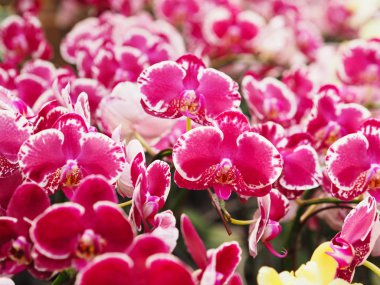 Pembe phalaenopsis orkide ile benekli çiçek açan çiçek şube 