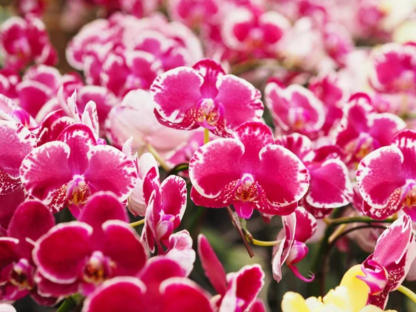 Roze phalaenopsis orchidee met gevlekte bloeiende bloem op tak — Stockfoto