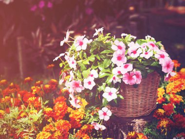pembe ve beyaz deniz salyangozu Çiçek Bahçe Dekorasyon, vintage filtre efekti için içeriye yüklenir. Yaz ve bahar flora arka plan.