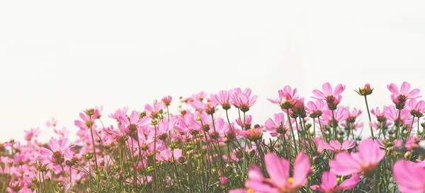 Fiore cosmo rosa nel prato su sfondo bianco . — Foto Stock