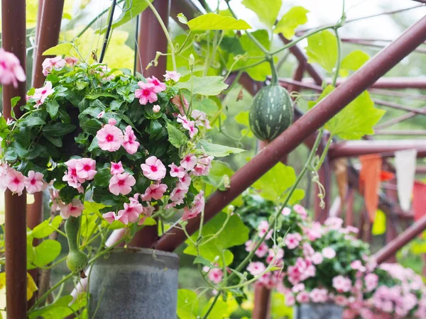 Цветы и ползучие растения в саду . — стоковое фото