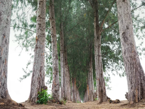 Pine walkway through the forest — Stock Photo, Image