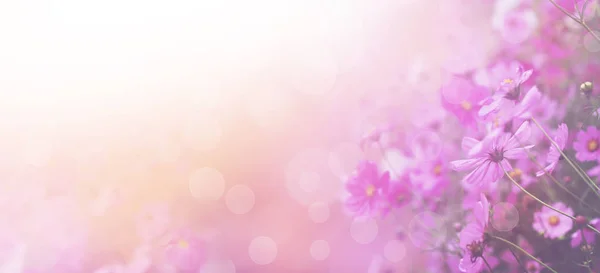 Violett färg blommor abstrakt bakgrund. — Stockfoto