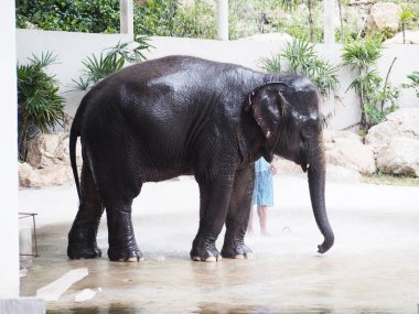 Fil günlüğü banyo duş göster