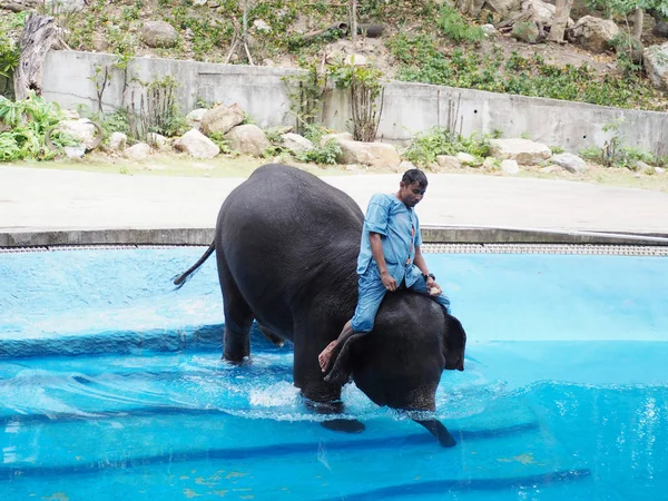 Ελέφαντας και οδηγός ελέφαντος εμφάνιση κολύμπι σε μπλε πισίνα — Φωτογραφία Αρχείου