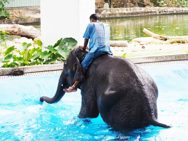 Ελέφαντας και οδηγός ελέφαντος εμφάνιση κολύμπι σε μπλε πισίνα — Φωτογραφία Αρχείου