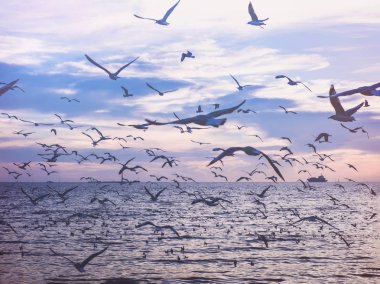 üzerinde deniz ve alacakaranlık gökyüzü uçan martı kuşları.