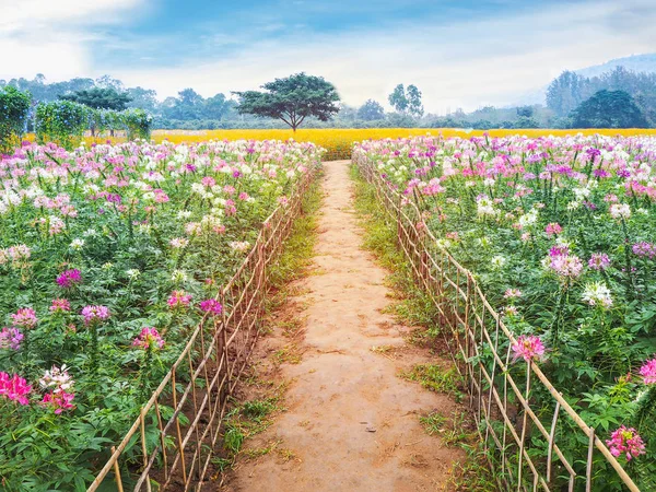 Természetes gyalogút és bambusz kerítés Cleome nemzetség spinosa virágok — Stock Fotó