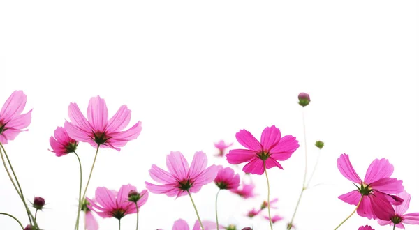 Rosa Kosmos Blume isoliert auf weißem Hintergrund — Stockfoto