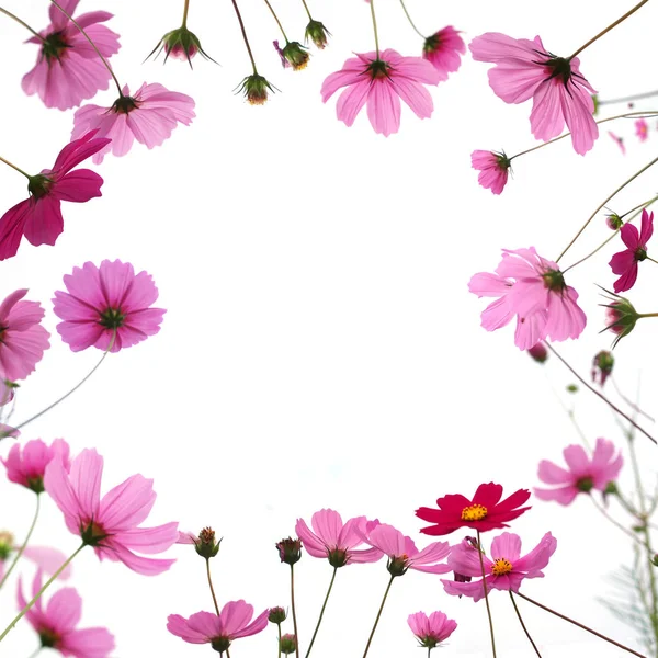Flor cosmos rosa en el prado aislado sobre fondo blanco —  Fotos de Stock