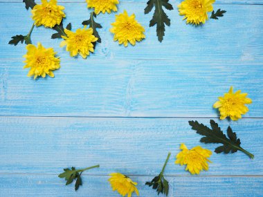 Kasımpatı çiçekleri vintage mavi ahşap üzerine sarı.