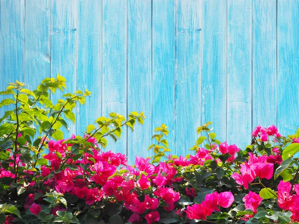 Rosa Bougainvillea fiore su legno . — Foto Stock