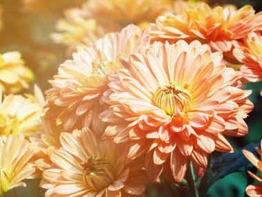 Turuncu kasımpatı çiçekleri üst üste