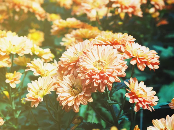 Orange Chrysanthemum květiny v řadě — Stock fotografie