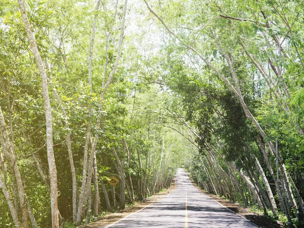 El camino de pendiente pasa a través del túnel del árbol . — Foto de Stock