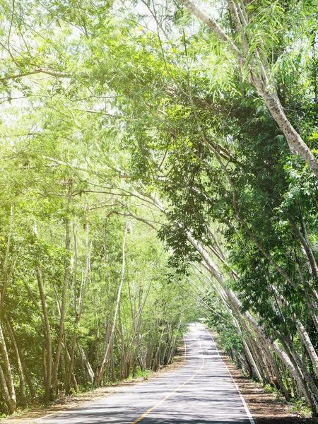 El camino de pendiente pasa a través del túnel del árbol . — Foto de Stock