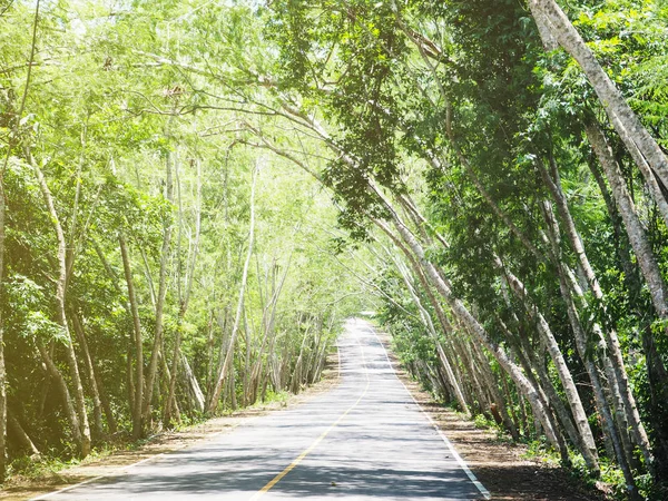 El camino de pendiente pasa a través del túnel del árbol . — Foto de Stock