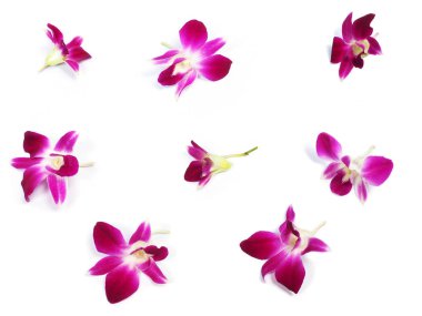 Beyaz arkaplanda pembe orkideler