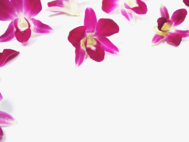 Beyaz arkaplanda pembe orkideler