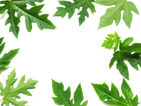 Detailní záběr listy zelené papáji — Stock fotografie