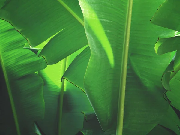 Close up folhas de banana tropicais — Fotografia de Stock