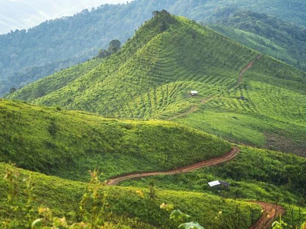 Krajobraz plantacji kawy na szczycie zielonej góry i zakrzywione — Zdjęcie stockowe