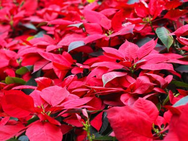 Kırmızı noktalı yıldız, Noel yıldızı çiçekleri.