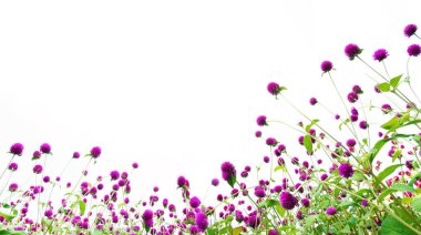 Amaranth çiçek tarlası beyaz arkaplanda izole edildi.