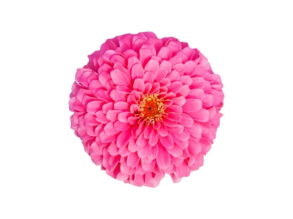 Flor de zinnia rosa de cerca aislada sobre fondo blanco . —  Fotos de Stock