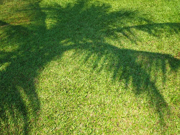 Shadow of palm tree leaves on green grass background. — Stock Photo, Image