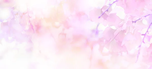 Abstract floral backdrop of purple flowers with soft style. — Stock Photo, Image