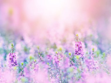 Mor çiçek tarlasının soyut çiçek arkaplanı yumuşak bir tarzla