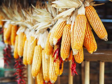 Çatının altında sallanan koçanlarda sarı kurutulmuş tatlı mısır.. 