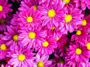 Su damlalı pembe kasımpatı çiçekleri 