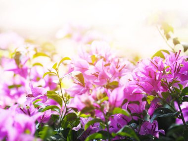 Çiçek açan Pembe Bougainvillea çiçeği.