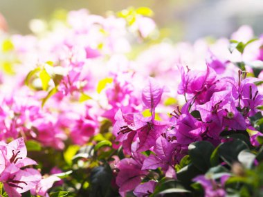 Çiçek açan Pembe Bougainvillea çiçeği.