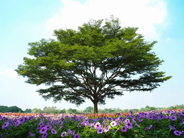 Colorful flowers field and big tree against blue sky. — Stock Photo, Image