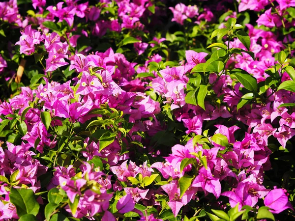 Rózsaszín Bougainvillea virág virágzik. — Stock Fotó