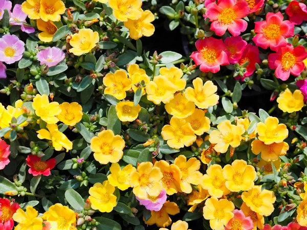Sluiten up kleurrijke kleine bloemen in bloei. — Stockfoto
