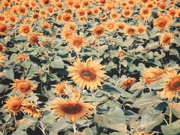 Campo de girasol amarillo floreciente con efecto de filtro vintage . — Foto de Stock