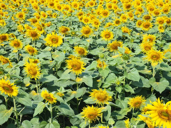 Flor campo de girasol amarillo fondo . — Foto de Stock