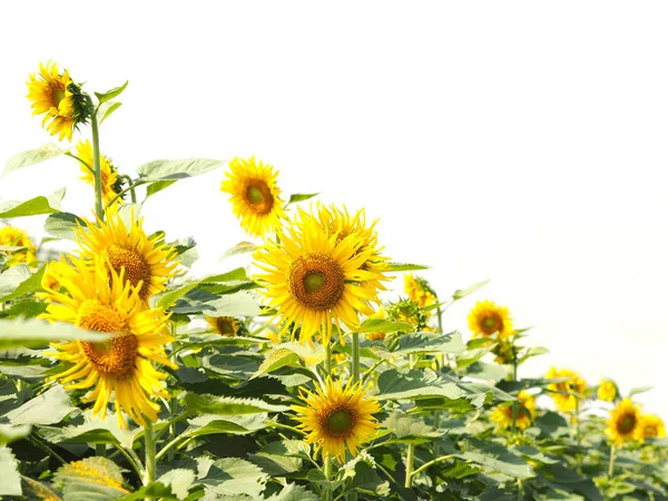 Beautiful blooming yellow sunflower over white background.