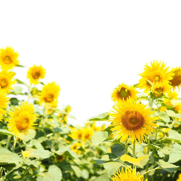 Hermosa Flor Girasol Amarillo Sobre Fondo Blanco — Foto de Stock